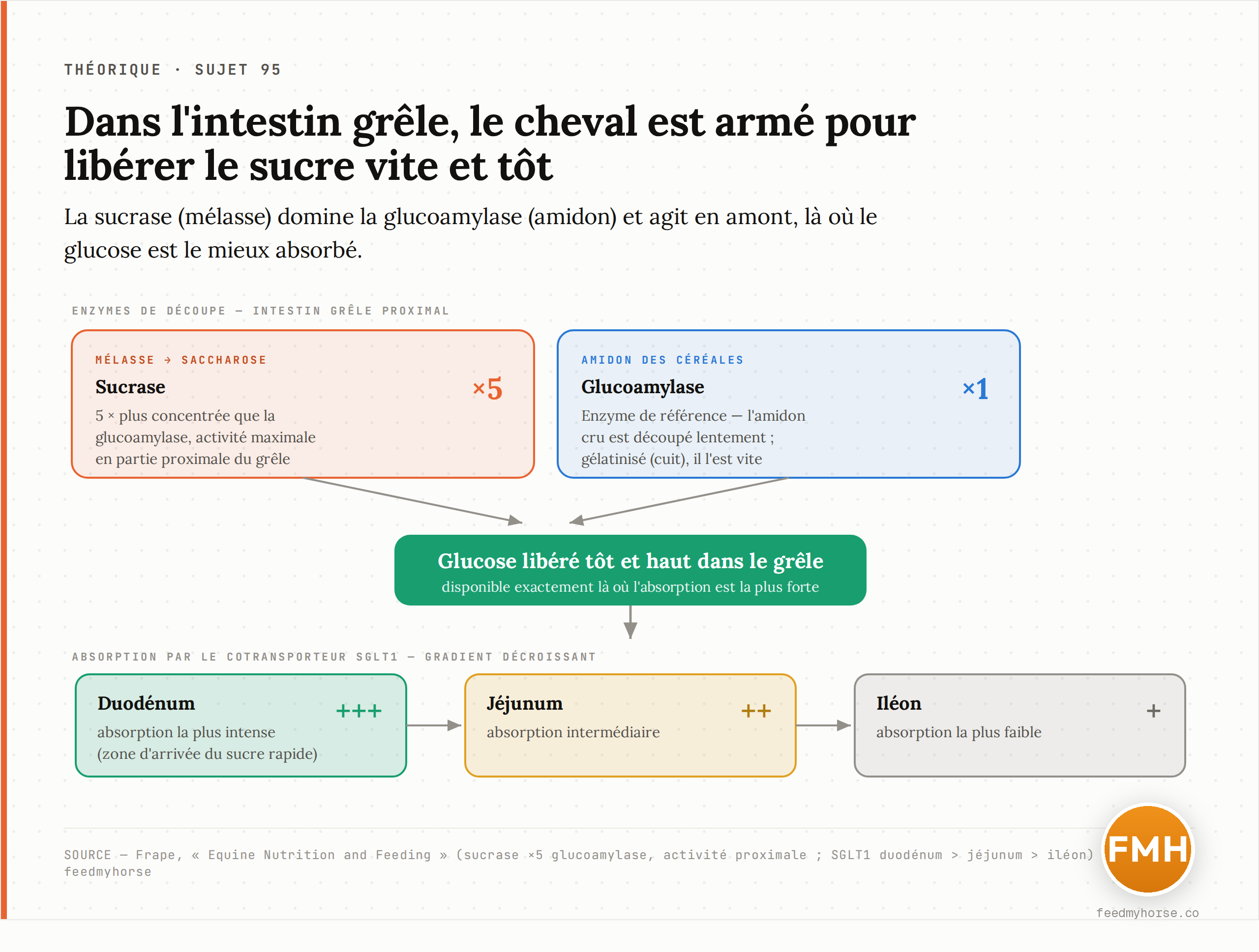 Dans l'intestin grêle du cheval, la sucrase (enzyme du saccharose de la mélasse) est cinq fois plus concentrée que la glucoamylase (enzyme de l'amidon) et agit dès la partie proximale ; le glucose libéré traverse la paroi par le cotransporteur SGLT1, dont l'activité décroît duodénum > jéjunum > iléon (Frape, Equine Nutrition and Feeding).