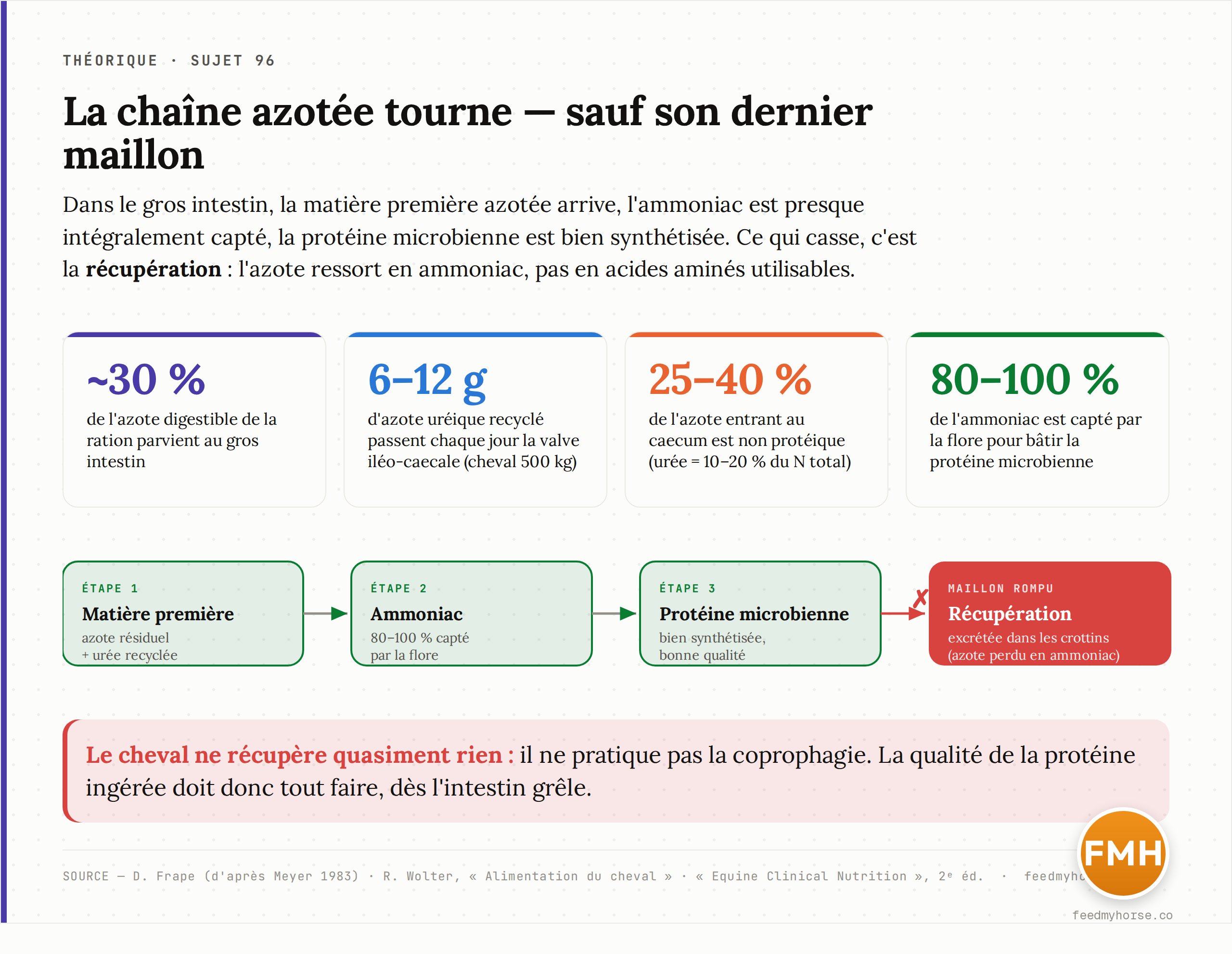 La chaîne azotée du gros intestin : environ 30 % de l'azote digestible de la ration y parvient, 6 à 12 g d'azote uréique recyclé franchissent chaque jour la valve iléo-caecale chez un cheval de 500 kg, 25 à 40 % de l'azote entrant au caecum est non protéique (urée = 10 à 20 % du N total), et 80 à 100 % de l'ammoniac est capté par la flore pour bâtir la protéine microbienne — mais le dernier maillon, la récupération, casse : la protéine est excrétée dans les crottins. Sources : D. Frape, « Equine Nutrition and Feeding » (d'après Meyer 1983) ; R. Wolter, « Alimentation du cheval » ; « Equine Clinical Nutrition », 2ᵉ éd. · feedmyhorse