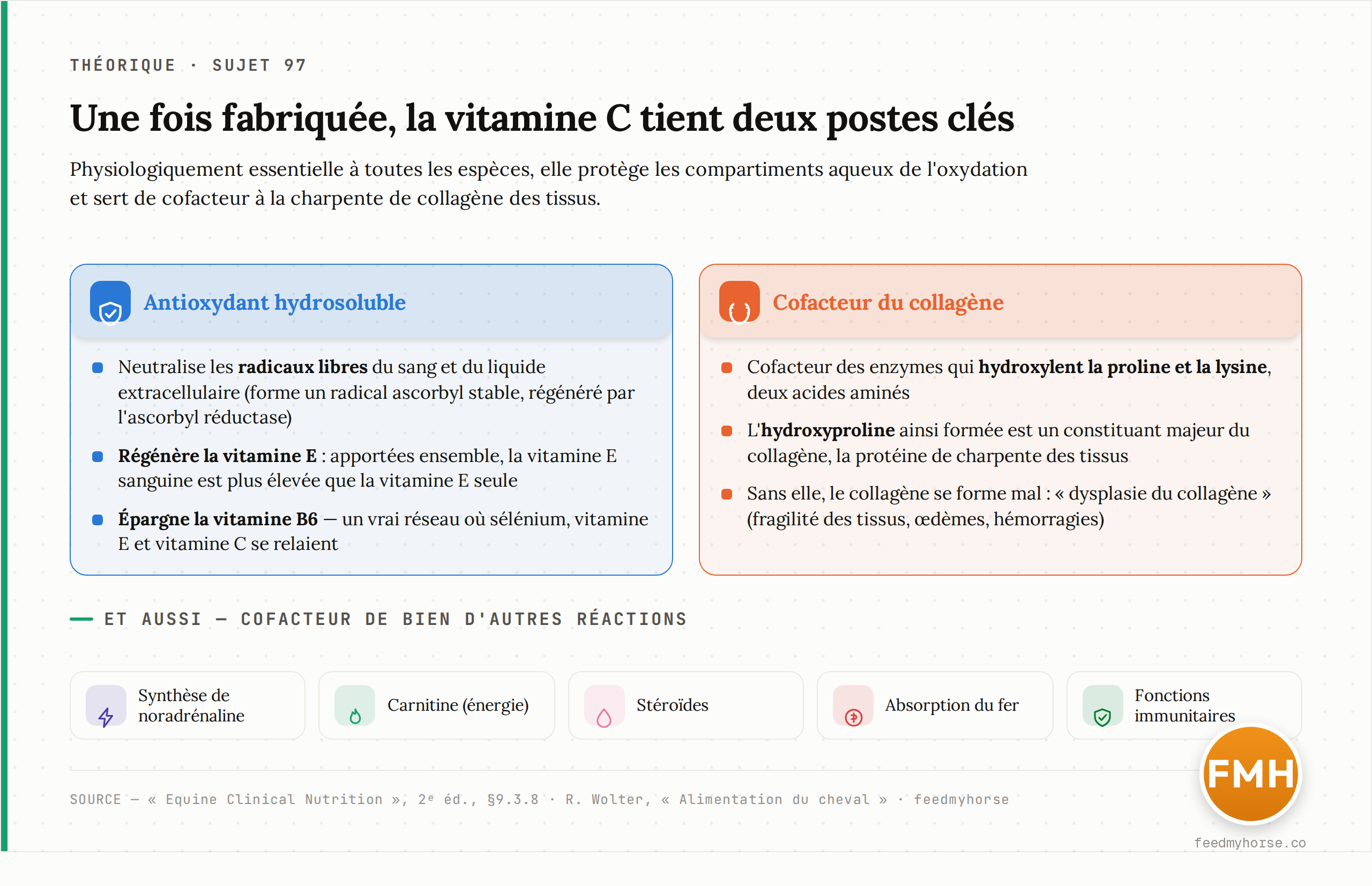 Deux grands rôles de la vitamine C : antioxydant hydrosoluble du réseau sélénium–vitamine E–vitamine C (elle régénère la vitamine E et épargne la B6) et cofacteur de l'hydroxylation de la proline et de la lysine, base de l'hydroxyproline du collagène (Equine Clinical Nutrition, 2e éd. ; Wolter).