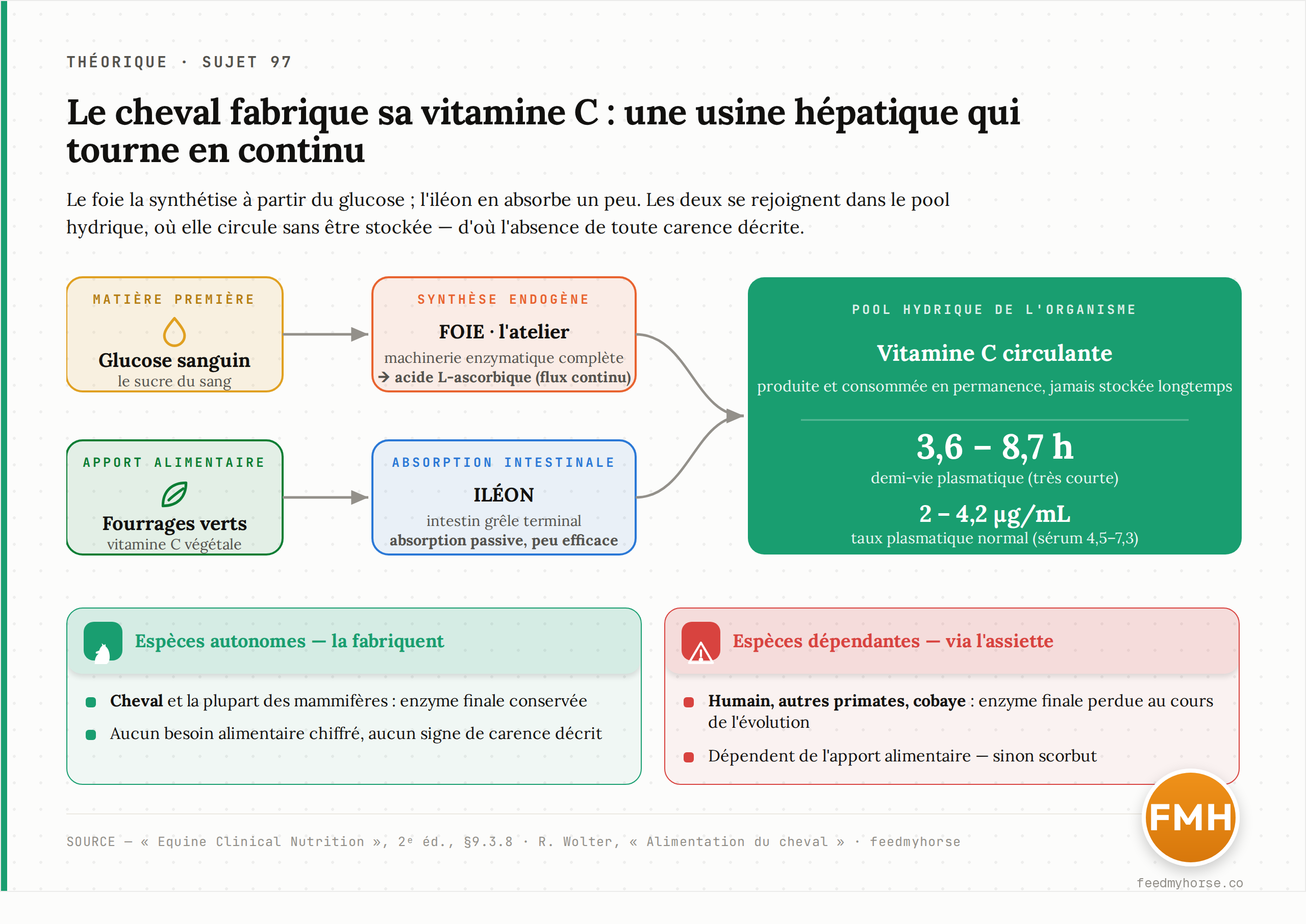 Le cheval synthétise sa vitamine C à partir du glucose dans le foie, complétée par une absorption iléale passive ; elle circule dans le pool hydrique avec une demi-vie de 3,6 à 8,7 h, à la différence de l'humain, des primates et du cobaye qui ont perdu l'enzyme finale (Equine Clinical Nutrition, 2e éd. ; Wolter).
