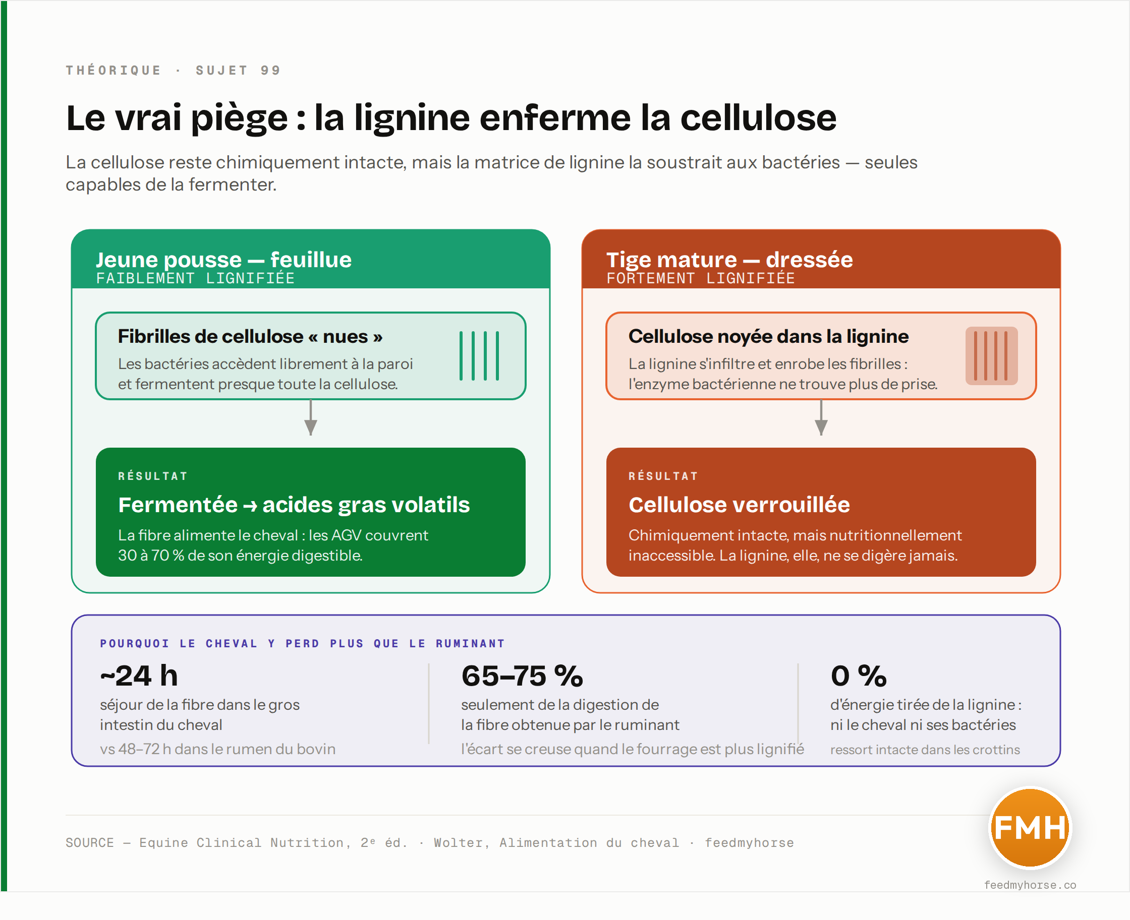 Dans une jeune pousse, les bactéries fermentent la cellulose « nue » en acides gras volatils (30 à 70 % de l'énergie du cheval) ; dans une tige mature, la lignine enrobe les fibrilles et verrouille la cellulose, chimiquement intacte mais inaccessible. Le cheval, dont la fibre ne séjourne que ~24 h dans le gros intestin (vs 48-72 h chez le ruminant), n'en digère que 65 à 75 % de ce qu'obtient le bovin. Source : Equine Clinical Nutrition, 2e éd. ; Wolter, Alimentation du cheval.